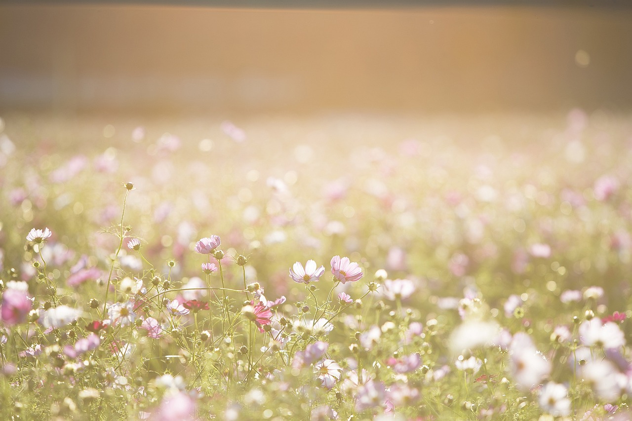 How to Paint a Beautiful Field of Flowers